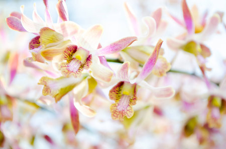 blur purple orchids  backgroundの写真素材