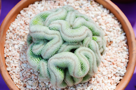 Cactus for decorationsの写真素材