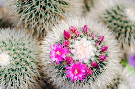 Cactus for decorations