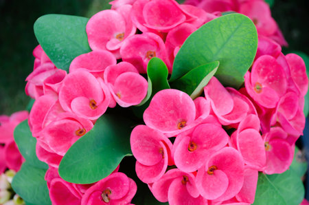 Crown Of Thorns Scientific Name:Euphorbia Miliiの写真素材