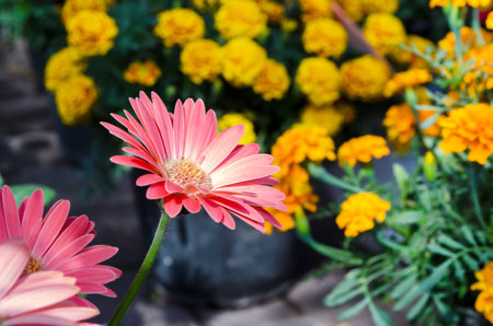 pink gerbera on yellow flowerの写真素材
