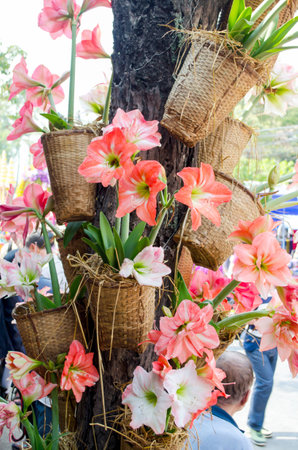 Hippeastrum in pots on a tree in the parkの写真素材