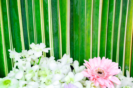 frame leaf background orchid and gerbera flowerの写真素材