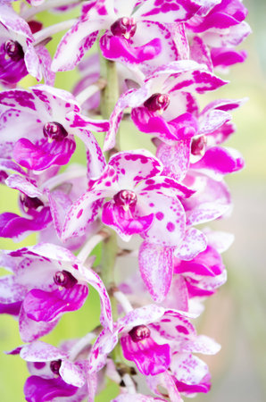 orchid background,The scientific name: Rhynchostylis retusaの写真素材