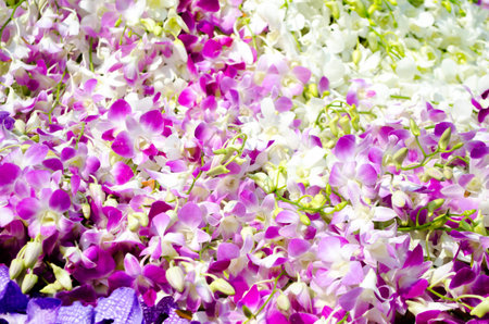 purple and white orchid backgroundの写真素材
