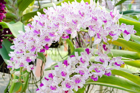 orchid background,The scientific name: Rhynchostylis retusaの写真素材