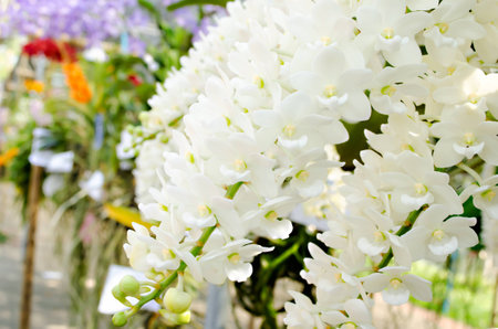bouquet white orchid backgroundの写真素材