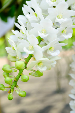 bouquet white orchid backgroundの写真素材