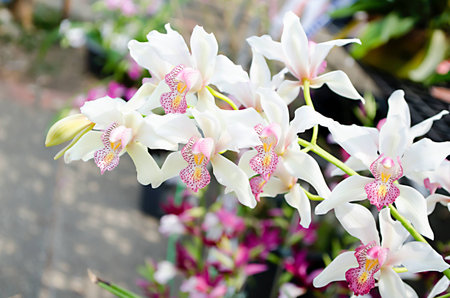 bouquet white orchidの写真素材