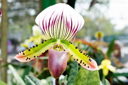 paphiopedilum on leaf green backgroundの写真素材