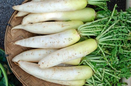 Radish is vegetable in asiaの写真素材