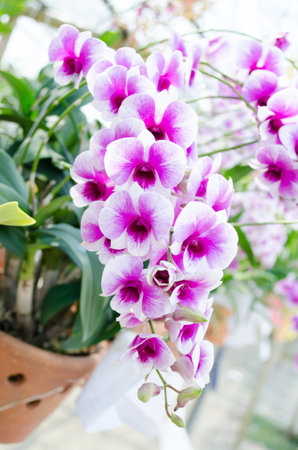 Bouquet purple orchid in a potの写真素材