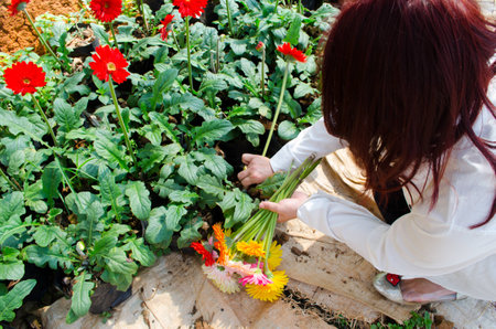 The woman harvest flower in gardenの写真素材