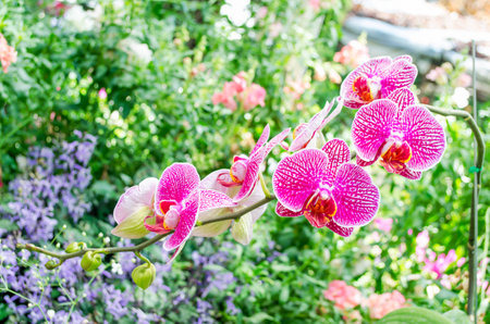 bouquet purple orchid on green backgroundの写真素材