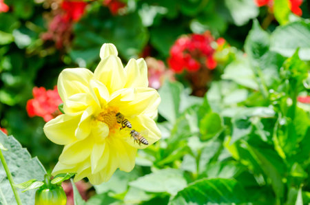 bee on top flowerの写真素材