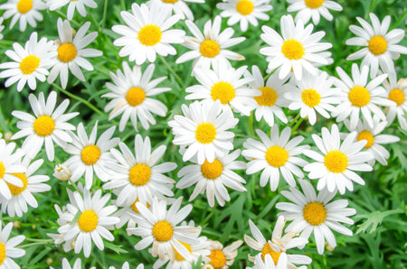 daisy background,pattern flower background,soft focus styleの写真素材