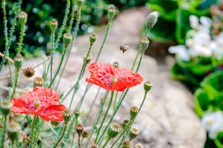 bee on top flowerの写真素材