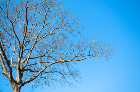 tree on blue sky backgroundの写真素材