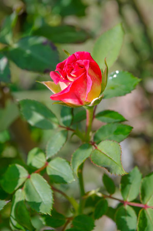 bouquet roseの写真素材