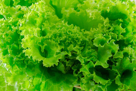 fresh green lettuce leaves backgroundの写真素材