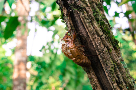 The shell of cicada on a treeの写真素材