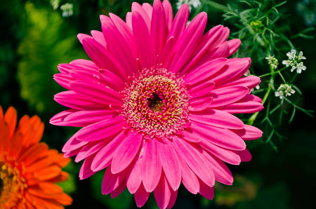 Pink flower on green backgroundの写真素材