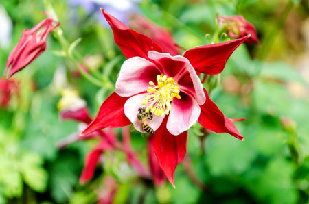 bee on top flowerの写真素材