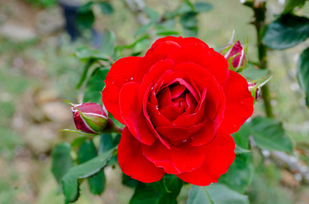 bouquet roseの写真素材