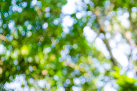 green leaf bokeh, blur focusの写真素材