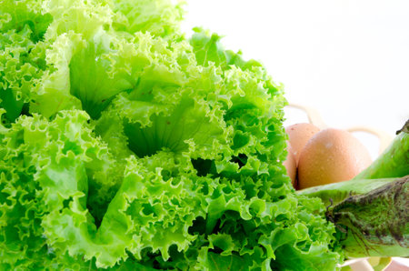 fresh green lettuce leaves backgroundの写真素材
