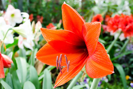 The orange hippeastrum in garden,amaryllisの写真素材