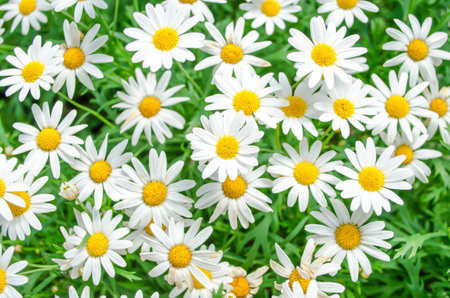 daisy background,pattern flower backgroundの写真素材