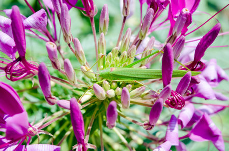 The grasshopper on top flowerの写真素材