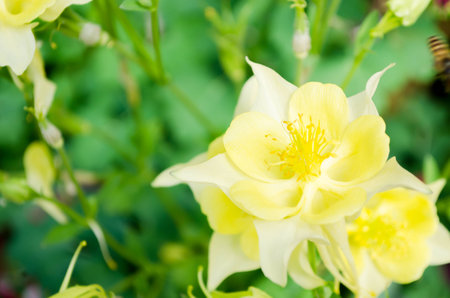 The yellow flower on green backgroundの写真素材