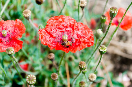 bee on top flowerの写真素材