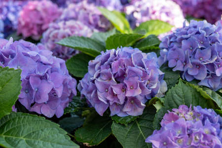 hydrangea macrophylla or hortensia shrub in full bloom, with fresh green leaves in the background.Hydrangea macrophylla is a species of flowering plant in the family Hydrangeaceaeの写真素材