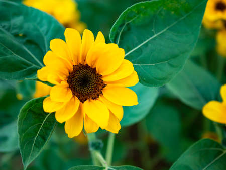 Beautiful field of blooming sunflowers in garden, Sunflower background closeup and soft focus.