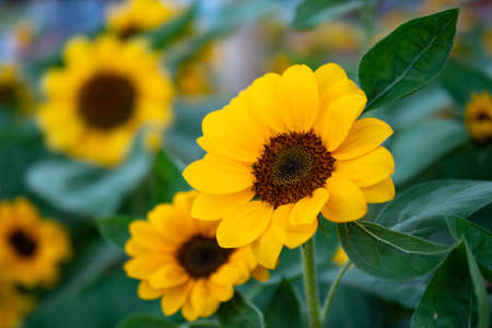 Beautiful field of blooming sunflowers in garden, Sunflower background closeup and soft focus.の写真素材
