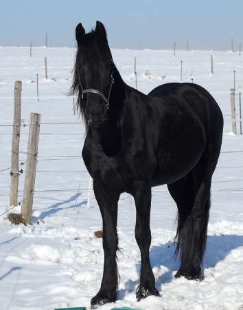 black horse at snowの写真素材