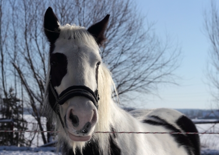fleckiges 
spotted horse head from nearの写真素材
