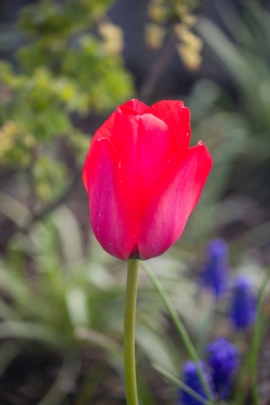 red tulipの写真素材