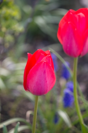 red tulipsの写真素材