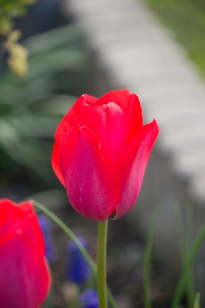 red tulipの写真素材