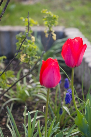 red tulipsの写真素材