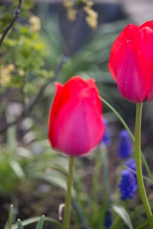 red tulipsの写真素材