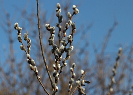 palm willow easternの写真素材