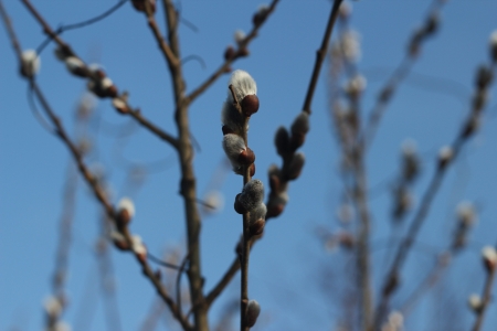 palm willow easternの写真素材
