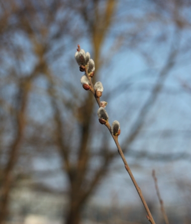 palm willow easternの写真素材