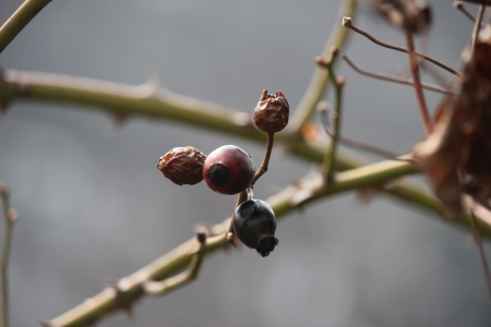 rose hips twigの写真素材