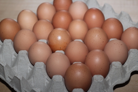 fresh eggsの写真素材